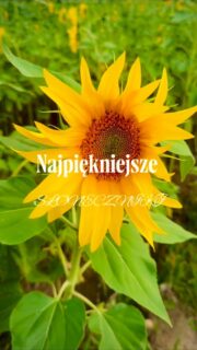Wracamy na szlak! Zabrałyśmy ukochanego psa Ani, Scubiego, i wybrałyśmy się do Imielenka w powiecie gnieźnieńskim. 🧳🗺️
Gdzie bije prawdziwe serce Polski? Ono tętni w miejscach takich jak Imielenko – malowniczej wsi w gminie Łubowo, tuż obok historycznego Gniezna. Spacerując tutejszymi drogami, można poczuć dumę i radość z tego, jak zachwycająca jest Wielkopolska i cała nasza Ojczyzna. ☺️🇵🇱
To ziemia przesiąknięta duchem początków państwa polskiego. Położona rzut kamieniem od Ostrowa Lednickiego – miejsca chrztu Polski – wieś oddycha klimatem pierwszych Piastów. To tu w 1769 r. urodził się Wawrzyniec Surowiecki, wybitny uczony i geograf, który w czasach zaborów udowadniał siłę polskiej kultury.
A co najciekawsze… Imielenko oficjalnie wcale nie słynie ze… słoneczników. A powinno! Latem ukażą się Wam rozciągające się po horyzont, zachwycające żółte pola. Krajobraz sprawia, że można poczuć się jak na kartach książki „Ania z Zielonego Wzgórza”. Nie ma tu zgiełku współczesności ani komercji – tylko cisza i morze złota.I to jest najpiękniejsze!
Mieszkańcy nie sadzą tych roślin pod publiczkę ani dla Instagrama. Robią to dla siebie, z serca, z szacunku do tradycji rolniczej. Ich codzienna praca tworzy widoki, które zapierają dech w piersiach. Jeśli szukacie sielskiego, niekomercyjnego klimatu – wybierzcie się tu na spacer.
🫶 Mamy jednak serdeczną prośbę: uszanujcie to miejsce i zachowajcie porządek. Bądźcie gośćmi, którzy się nie narzucają i NIE ZRYWAJCIE słoneczników. Nas same też to kusi, choć wracamy tu kolejny raz, ale pamiętajmy, że to czyjaś ciężka praca i własność. Zabierzcie stąd piękne zdjęcia, wspomnienia i dumę w sercu. Warto! ☺️
#historiapolski #wielkopolska #polskajestpiękna #słoneczniki sunflowerfield @Wielkopolska.travel @polska.travel @europexplores